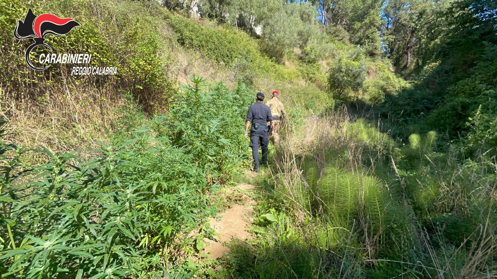 Piantagione di cannabis nei boschi dell’entroterra reggino, tre denunce – VIDEO