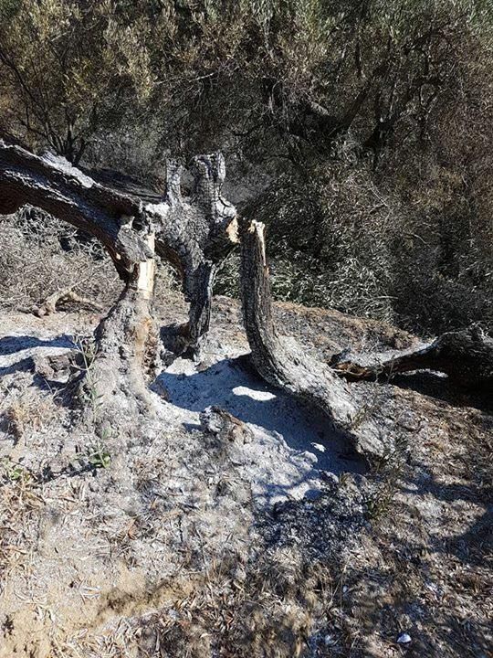 «Tutto il dolore degli ulivi in fiamme»