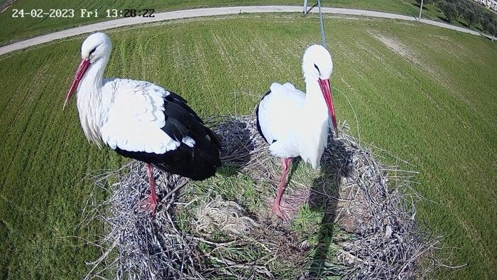 La Lipu: «Riattivata la webcam sul nido della cicogna bianca»