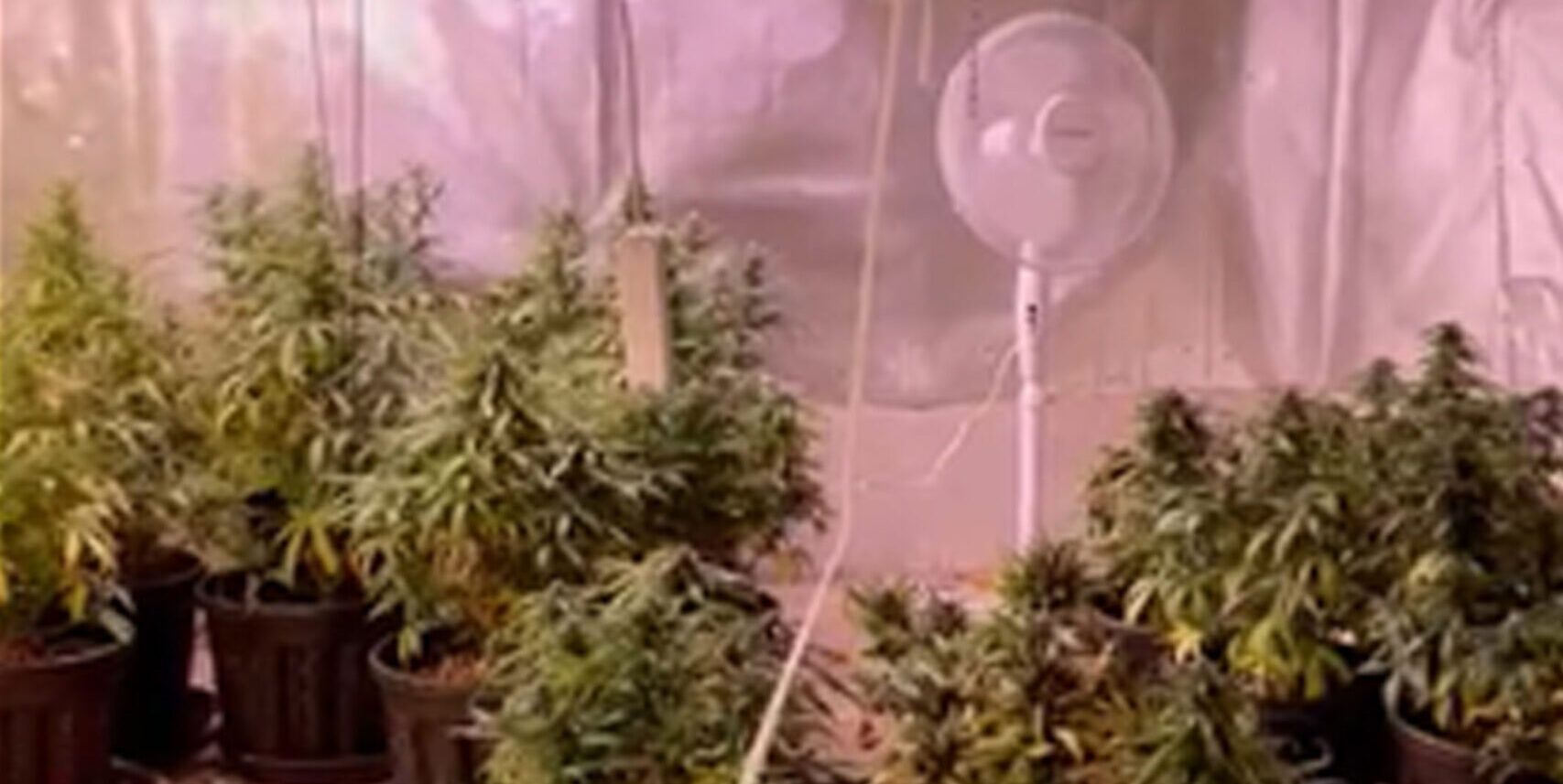 Reggio Calabria, detenzione e produzione di stupefacenti. Due arresti