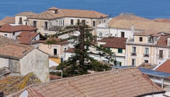 Il caso dell’albero secolare tagliato a Pizzo, un «attentato alla bellezza». Il Comune si difende