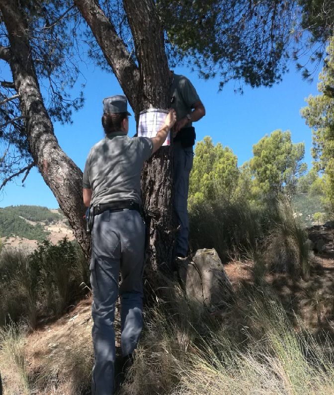 Incendi nell’Alto Ionio, sequestrati oltre 200 ettari di pineta