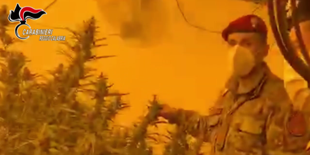 Rinvenute due piantagioni di Canapa “indoor” nel Reggino – VIDEO