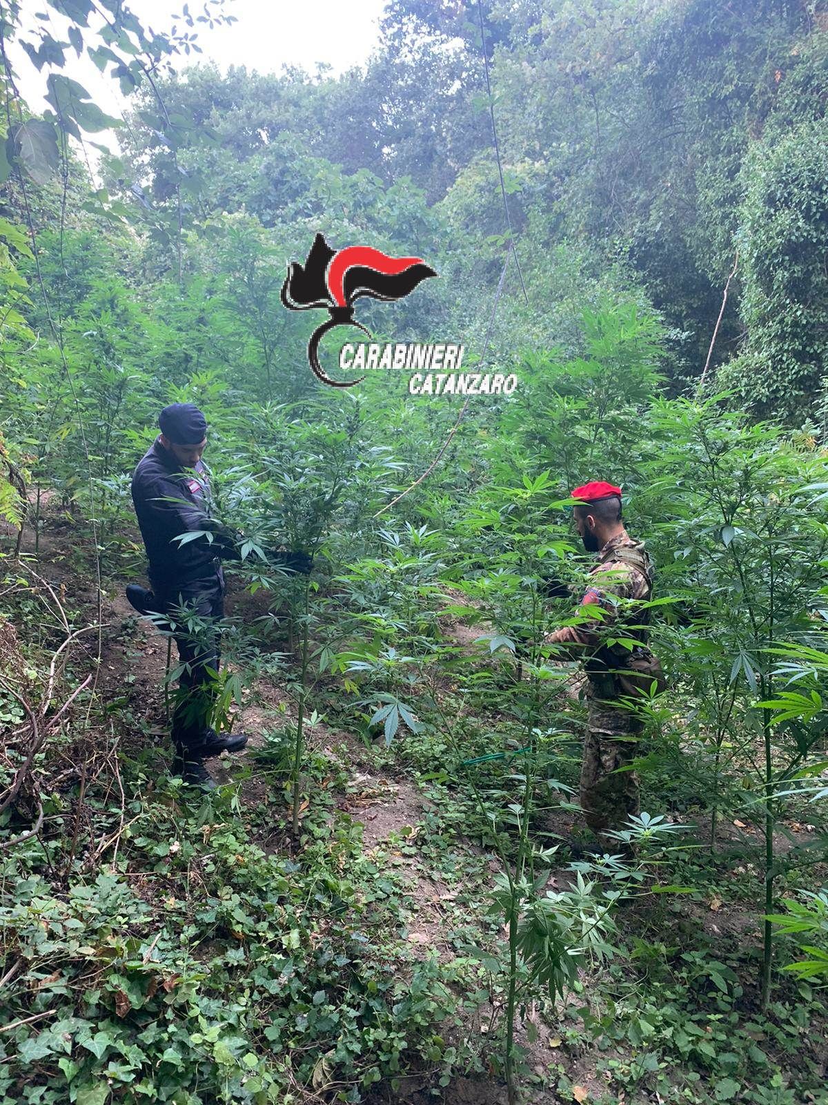 Carabinieri estirpano un'altra piantagione a Tiriolo