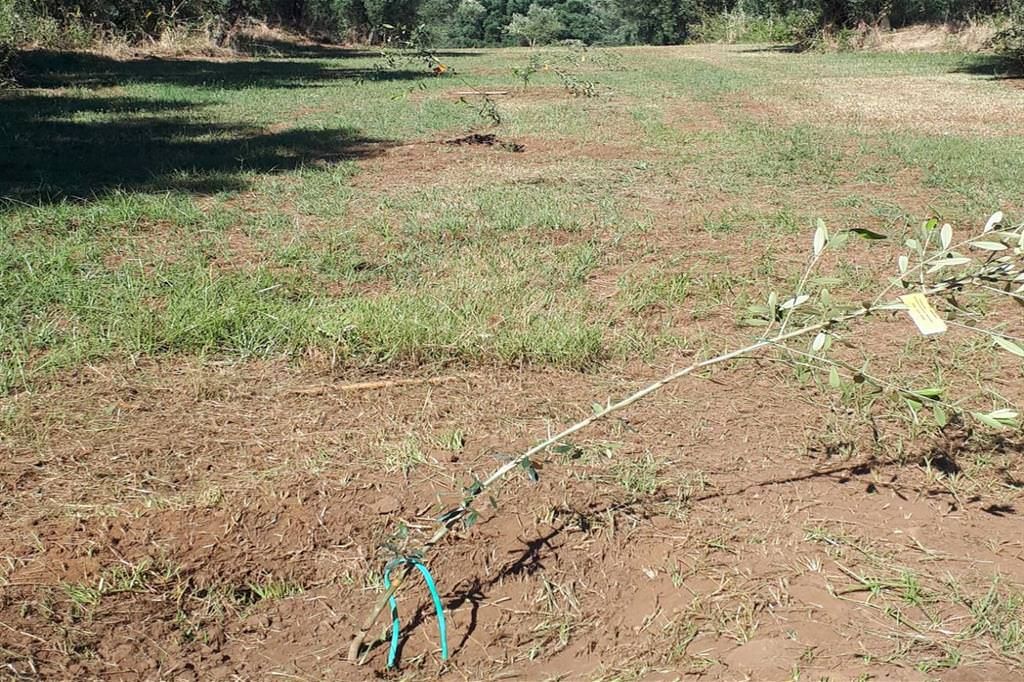 Sei intimidazioni in un mese e mezzo alla cooperativa Valle del Marro