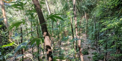 sequestro marijuana mongiana