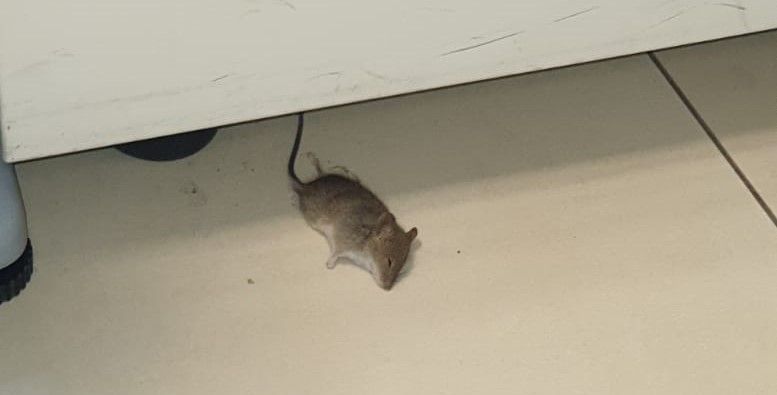 In Cittadella regionale arrivano i topi morti, Csa Cisal: «provvedere con la derattizzazione»