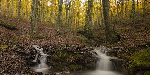 Anche la Calabria nella lista Unesco con le faggete di Aspromonte e Pollino