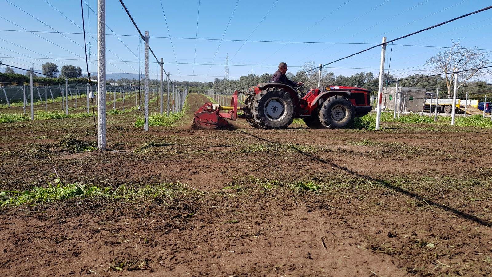 Nuovo furto di kiwi sul terreno confiscato al clan