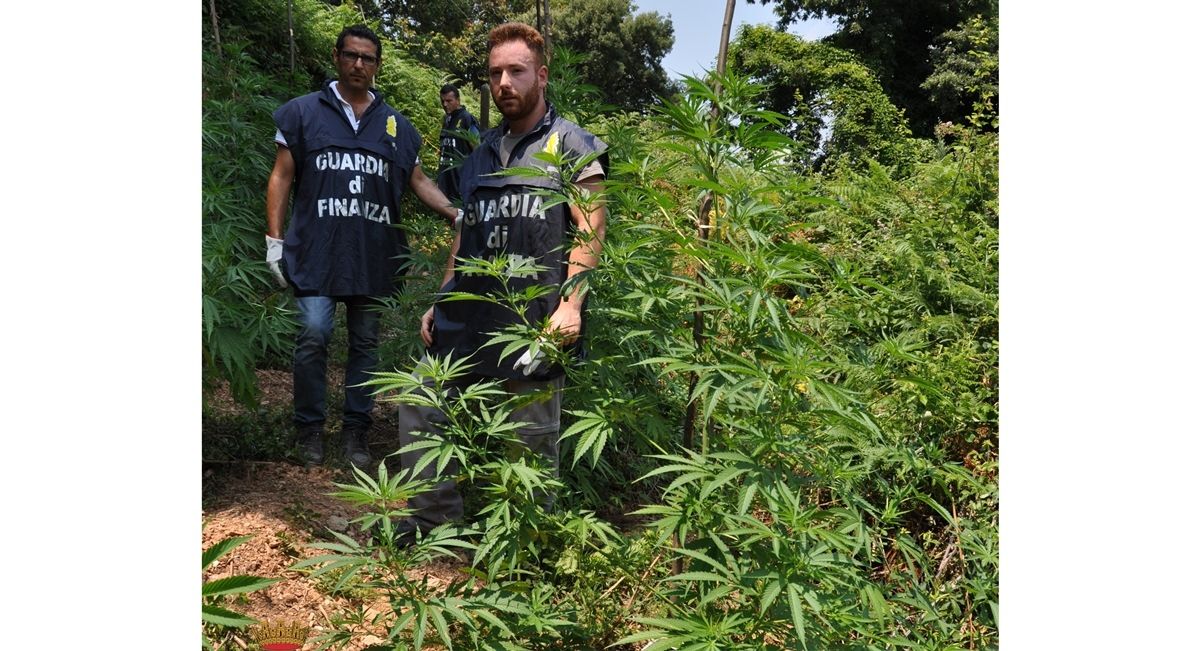 Lamezia, sequestrata una piantagione di canapa indiana