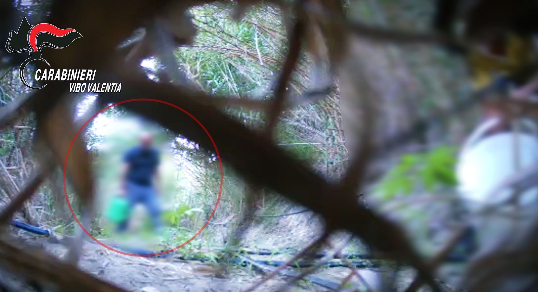 Marijuana e coltivazioni illegali: la “terra di confine” tra Vibo e Reggio all’ombra dei clan