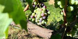«La Calabria del vino non ha bisogno di assomigliare ai grandi territori, ma solo di avere piena consapevolezza»