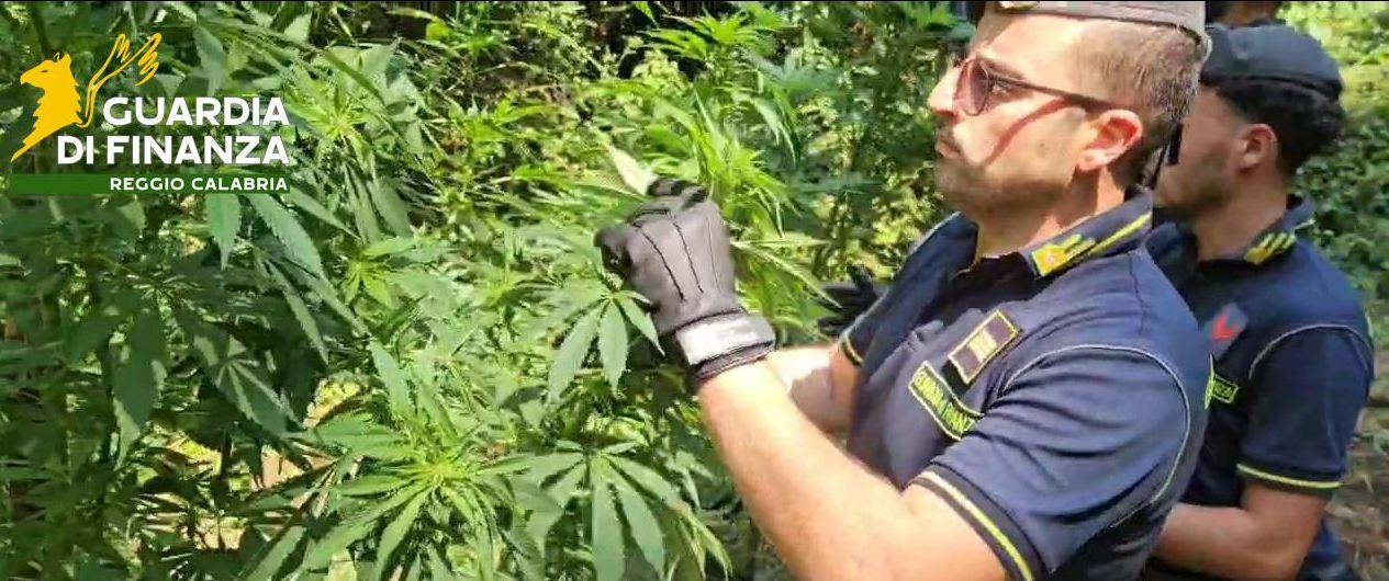 Sant’Eufemia d’Aspromonte, scoperta e sequestrata maxi-piantagione di cannabis