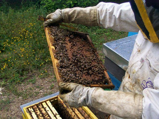 Scoperto in Calabria il parassita africano delle api