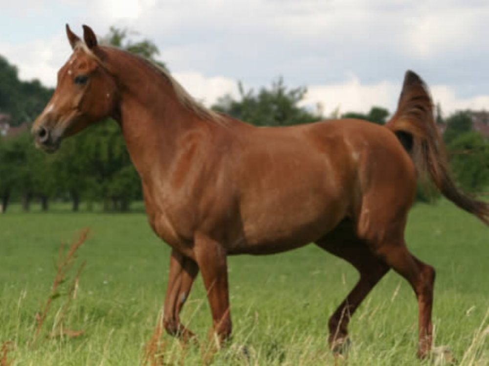 Cavallo cade in una scarpata, salvato dai vigili del fuoco