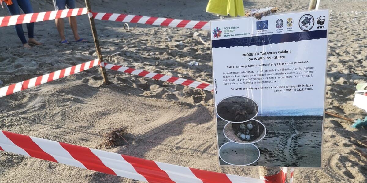 Arriva il primo nido di tartarughe marine “Caretta caretta” in Calabria – VIDEO