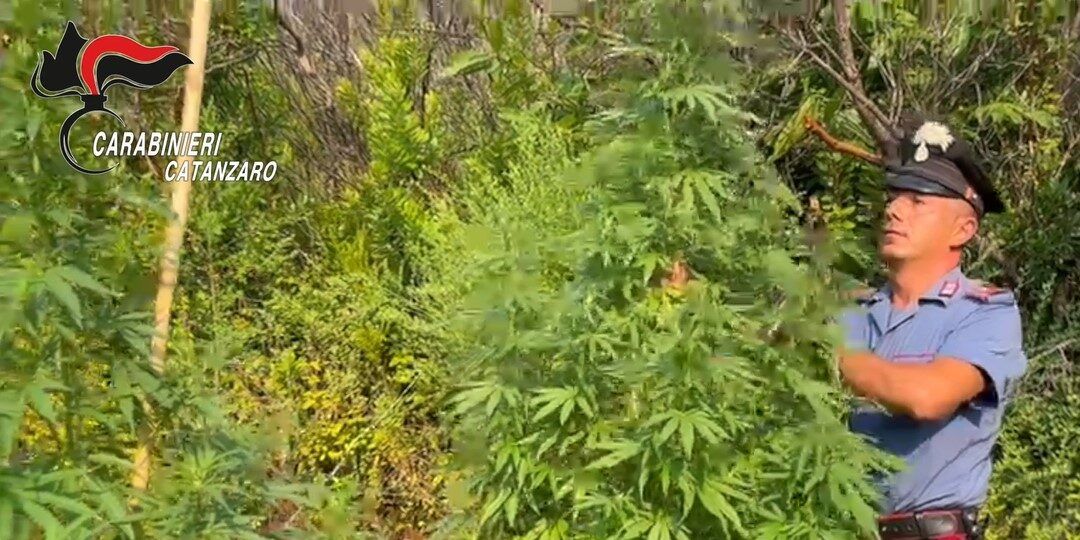 Sorpreso a coltivare 26 piante di cannabis, 37enne condannato a un anno e 4000 euro di multa