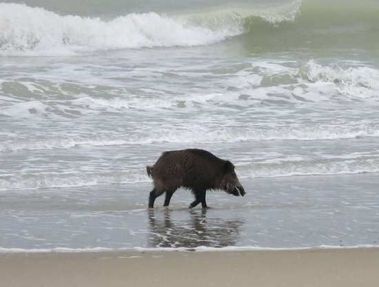 Un cinghiale tra i bagnanti a Copanello