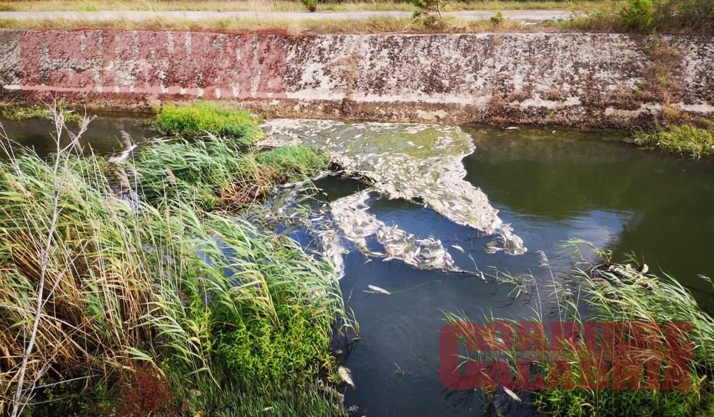 Centinaia di pesci morti nel “canalone” di Lamezia, aperta un'inchiesta – VIDEO