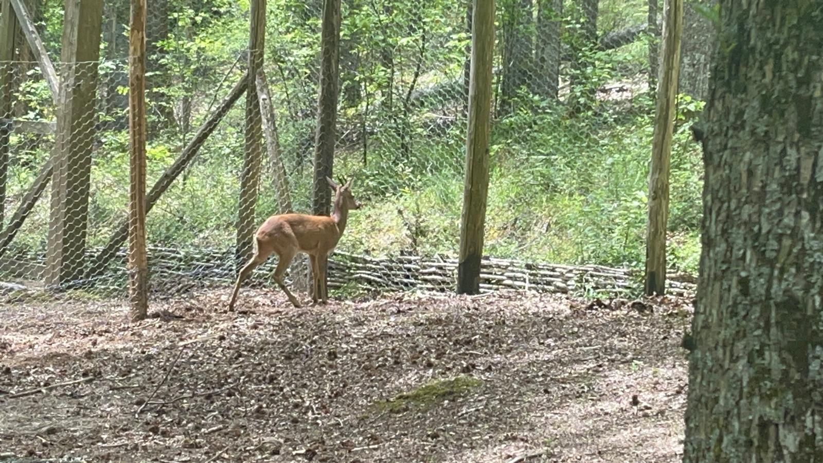 Il capriolo torna a popolare i boschi del sentiero faunistico di “Villa Vittoria” a Mongiana