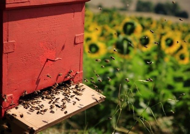 Sorpresi con 140 melari rubati carichi di miele: denunciate due persone