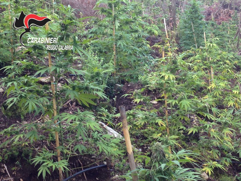 Coltivavano cannabis, arrestati due uomini