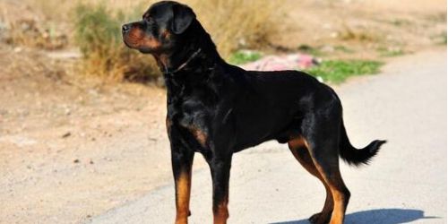 Rottweiler