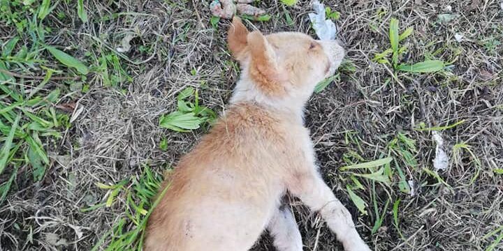 Continua la strage di cani nel Catanzarese, avvelenata meticcia con i suoi 5 cuccioli
