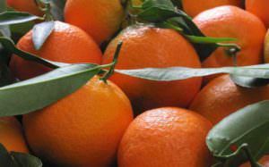 Coop a sostegno delle clementine calabresi, Gallo plaude all’iniziativa