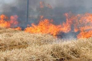 Incendi, marcia silenziosa sui terreni bruciati