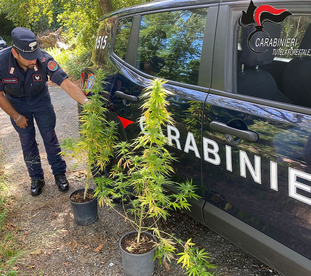 Coltivazione illecita di sostanze stupefacenti, una denuncia a San Benedetto Ullano