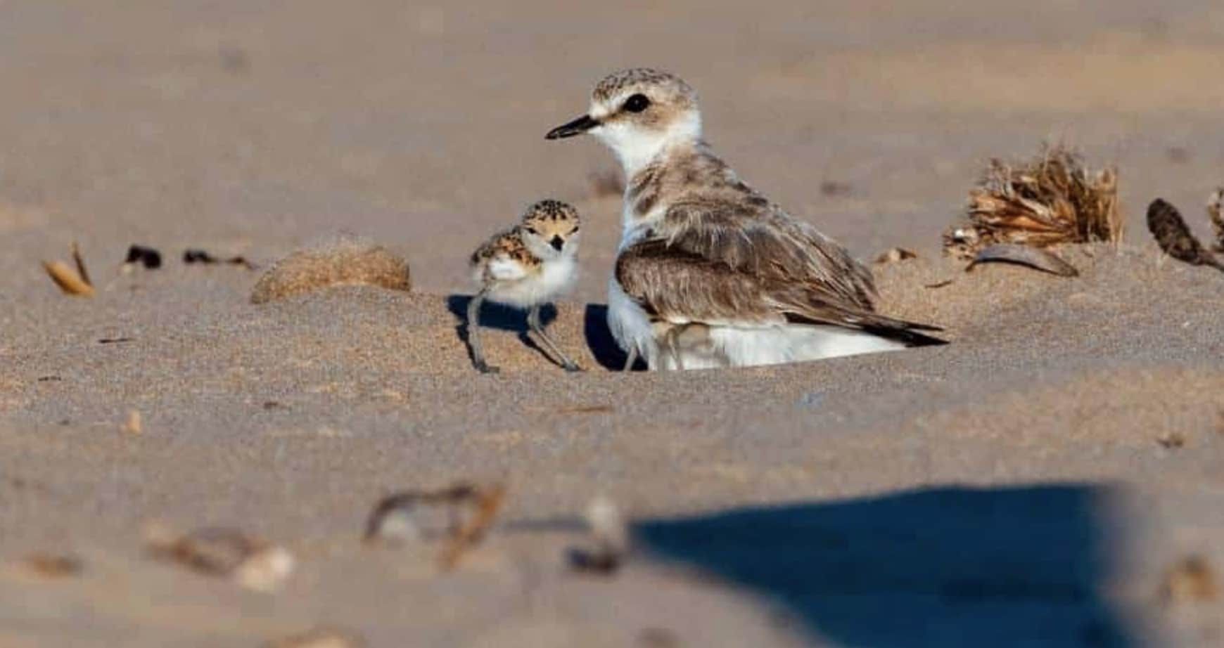 Allarme della Lipu: «Fratino a rischio estinzione»