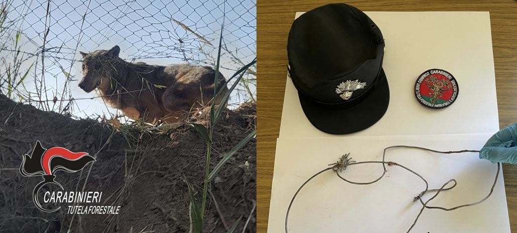 Lupo intrappolato nelle campagne di Pianopoli, liberato dai carabinieri – VIDEO