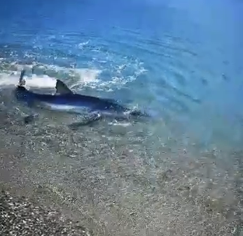 Uno squaletto nuota a riva a Sibari – VIDEO