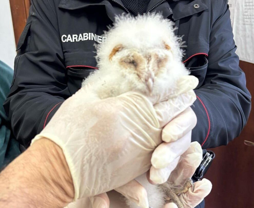 Amaroni, i Carabinieri soccorrono un barbagianni ferito sul ciglio della strada