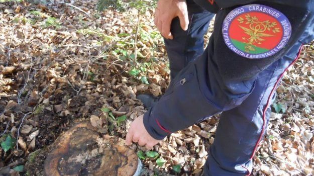 Bosco acquistato con documenti contraffatti, due denunce nel Vibonese