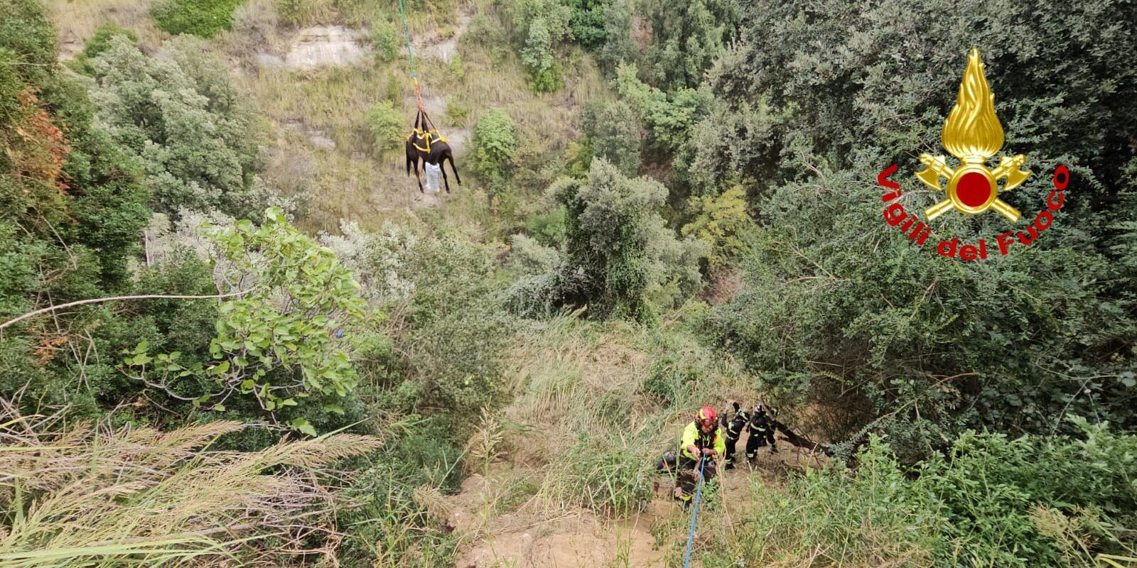 Cavallo precipita in un dirupo per 30 metri nel Crotonese, salvato dai vigili del fuoco – FOTO