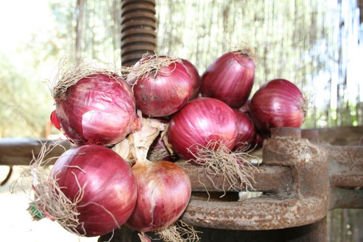 Una carta d'identità per la cipolla rossa di Tropea