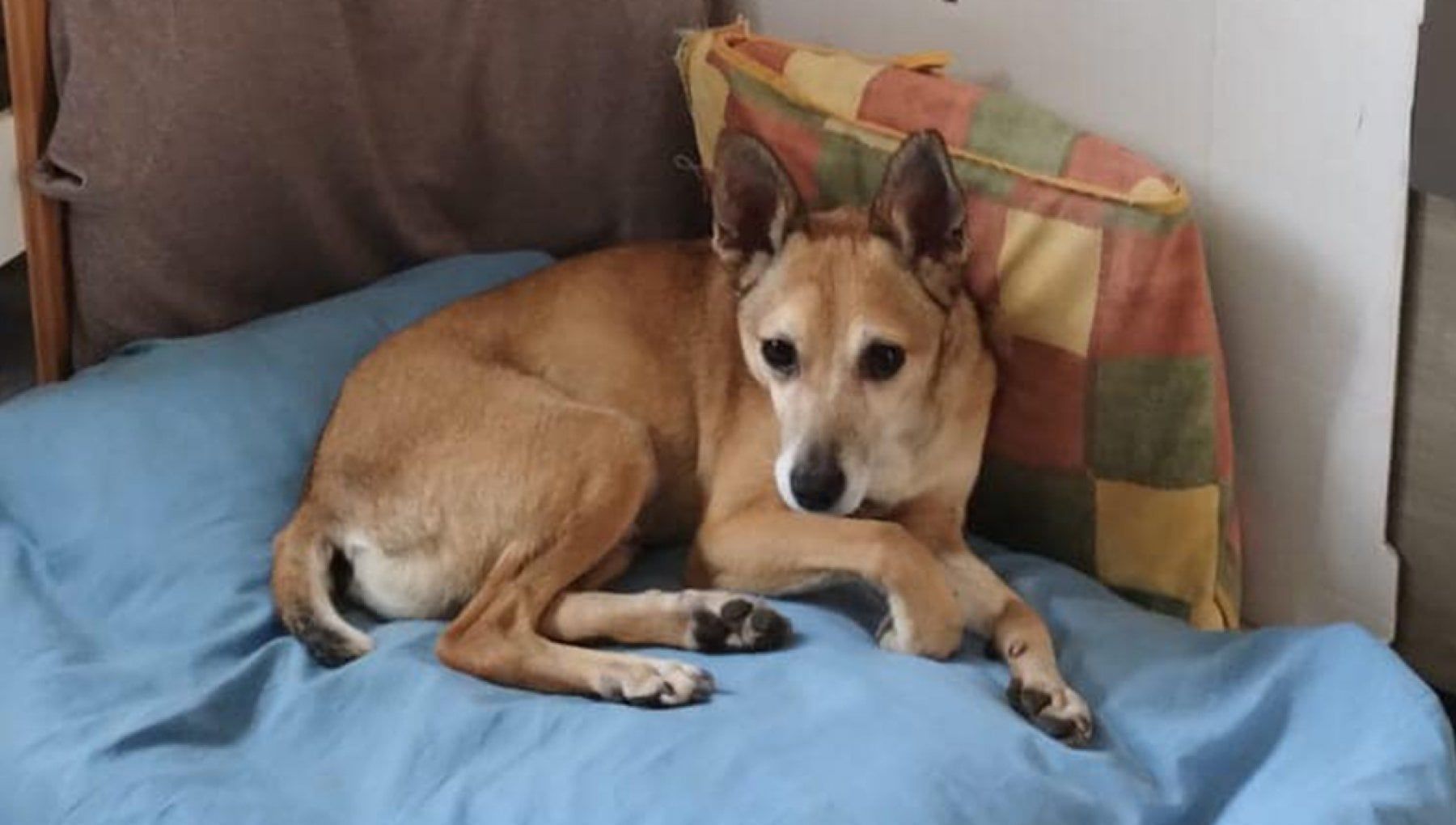 Trovato Skinny, il randagio calabrese sopravvissuto nei boschi del Varesotto