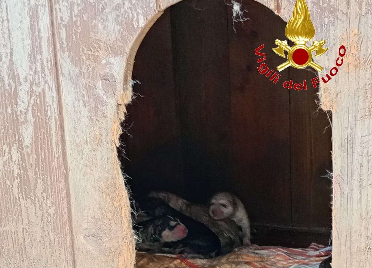 Partorisce all’interno di un tubo di scarico, Stella e i suoi cuccioli salvati dai vigili del fuoco nel Vibonese – FOTO