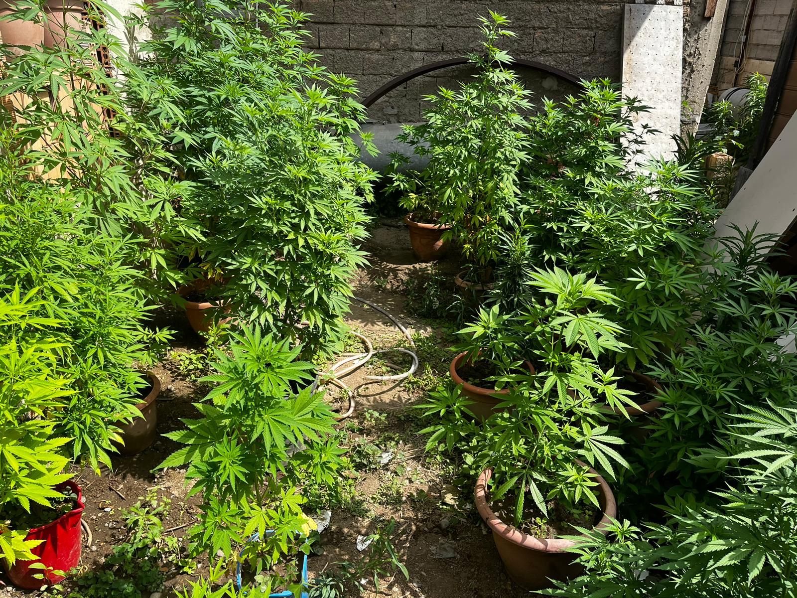 Produzione di marijuana a “conduzione familiare”: cinque arresti e sequestri nel Reggino