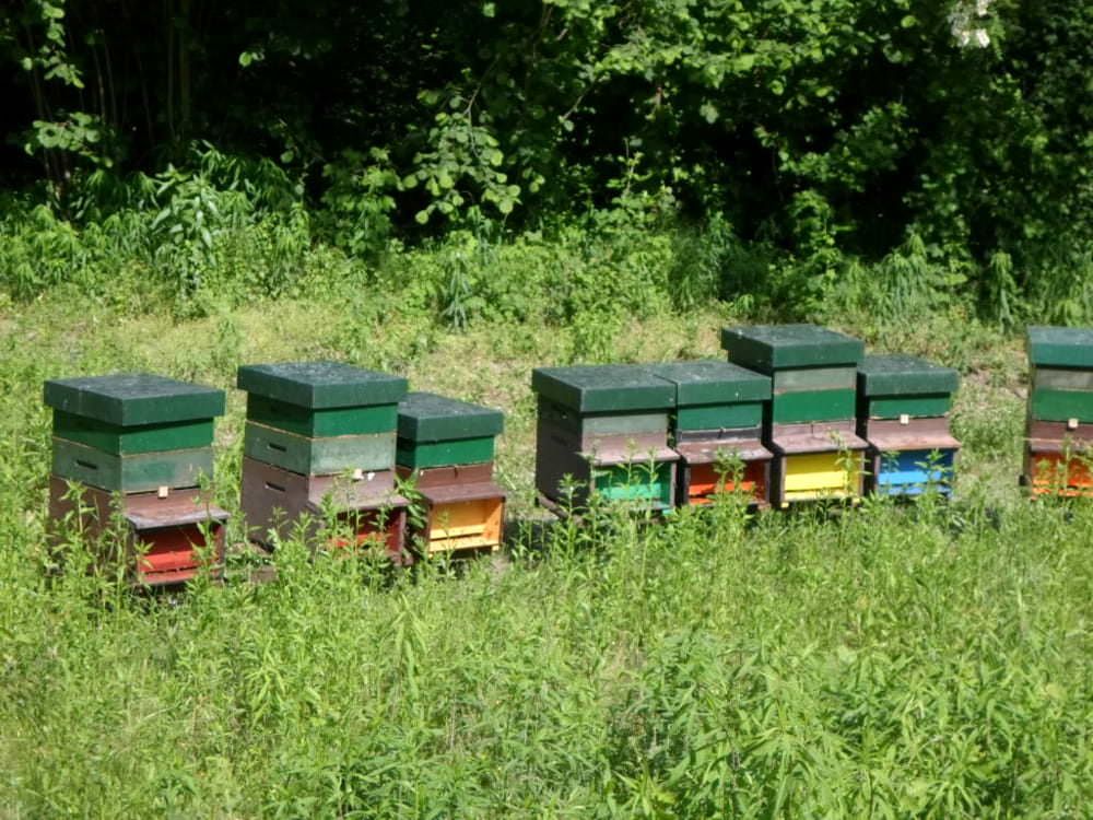 Apiario abusivo, sequestrate 31 arnie nel Crotonese