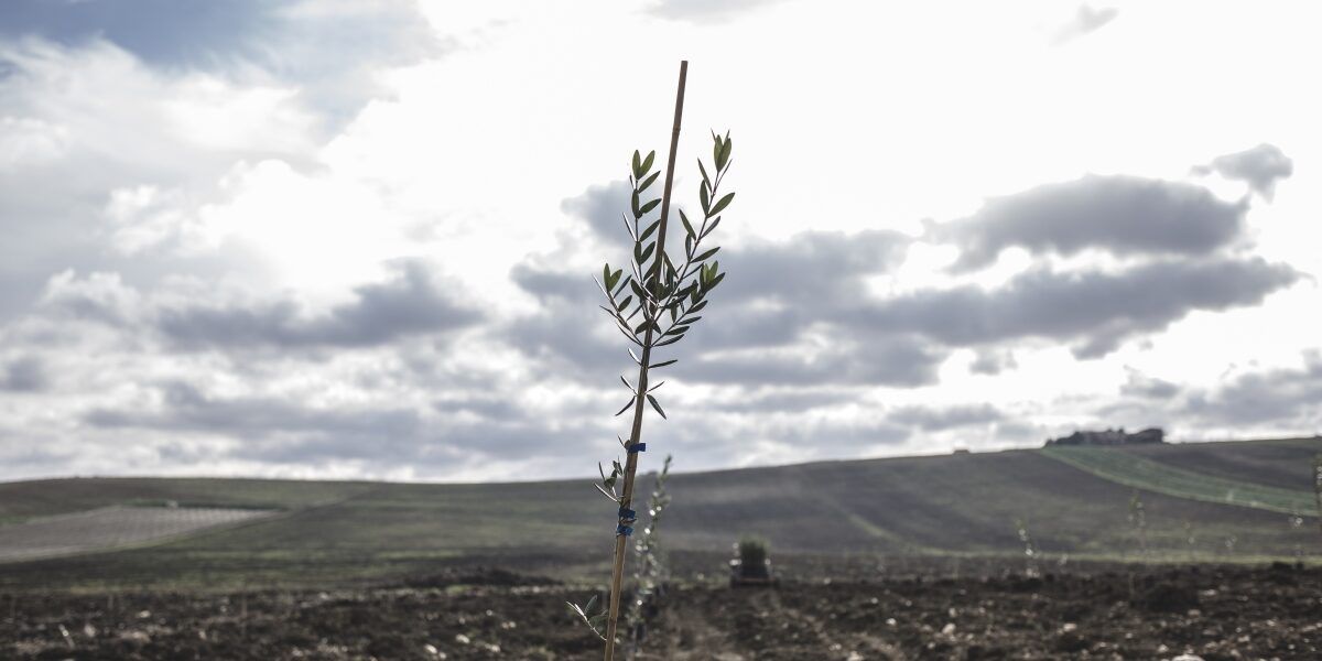 A Cassano un ulivo per Fazio Cirolla, ucciso per uno scambio di persona