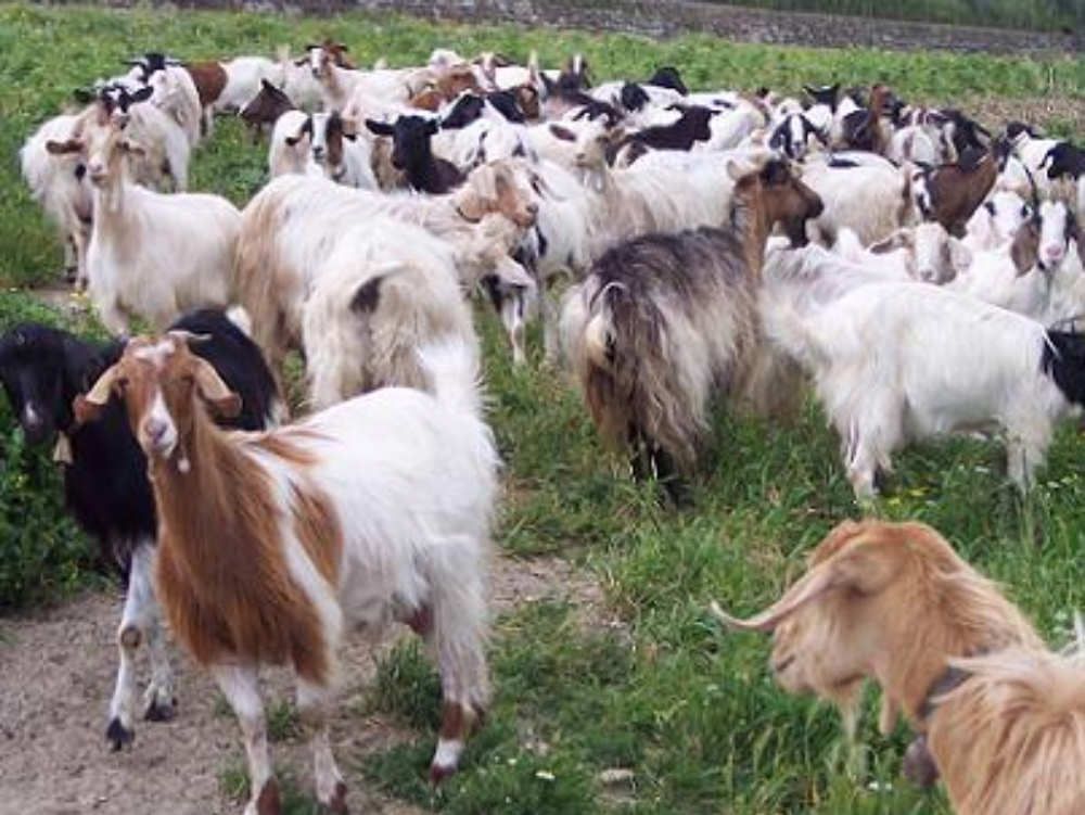 Disagi sulla A3: sfilano le capre