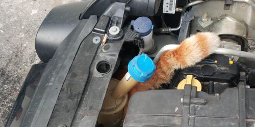 gatto incastrato in auto