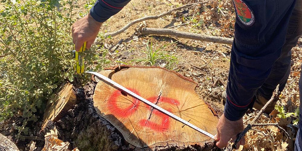 Furto di legname dal demanio, tre denunce nel Cosentino