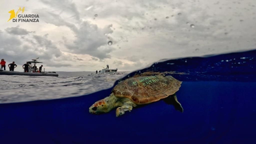 Vibo, rilasciata dopo le cure la tartaruga marina Caretta-caretta “Ariel” – VIDEO