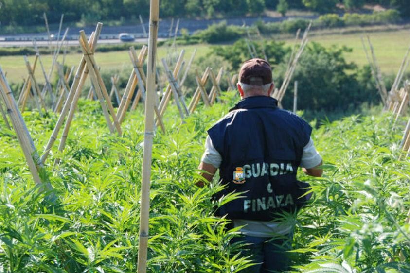Scoperta piantagione di cannabis a Sibari