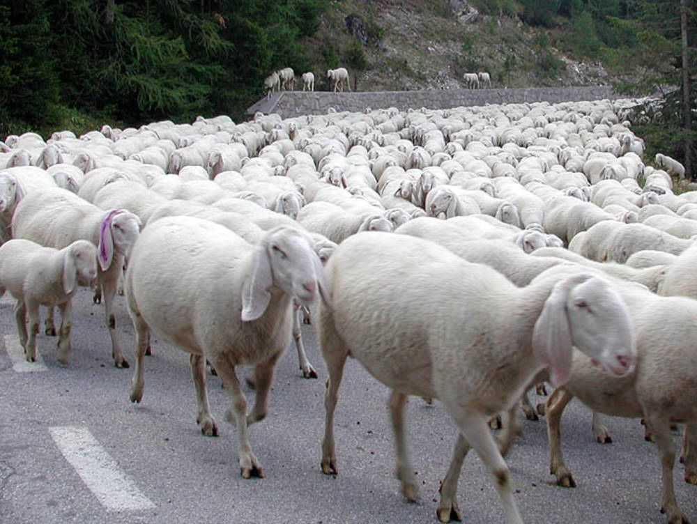 Rischio brucellosi, sequestrati 191 capi di bestiame