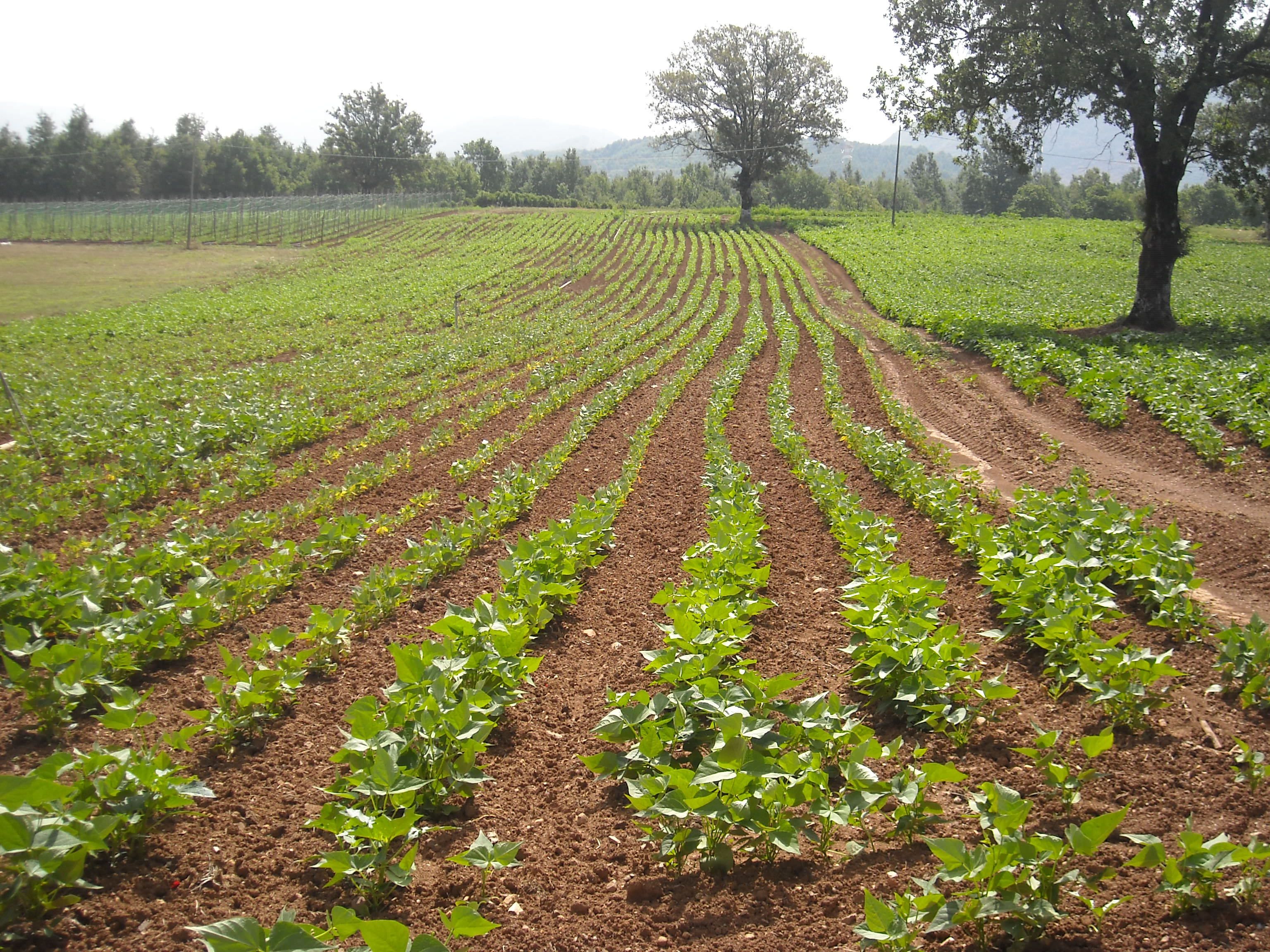 «La biodiversità orticola del Pollino, tra qualità ed economia verde»